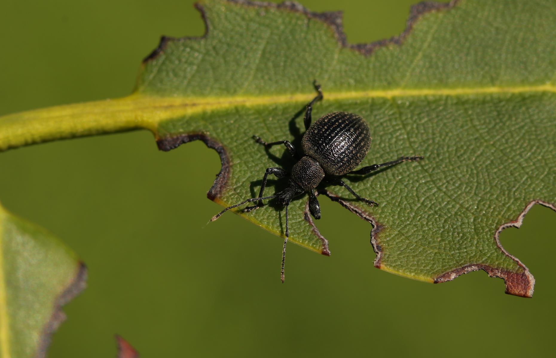 Garden pest: vine weevils